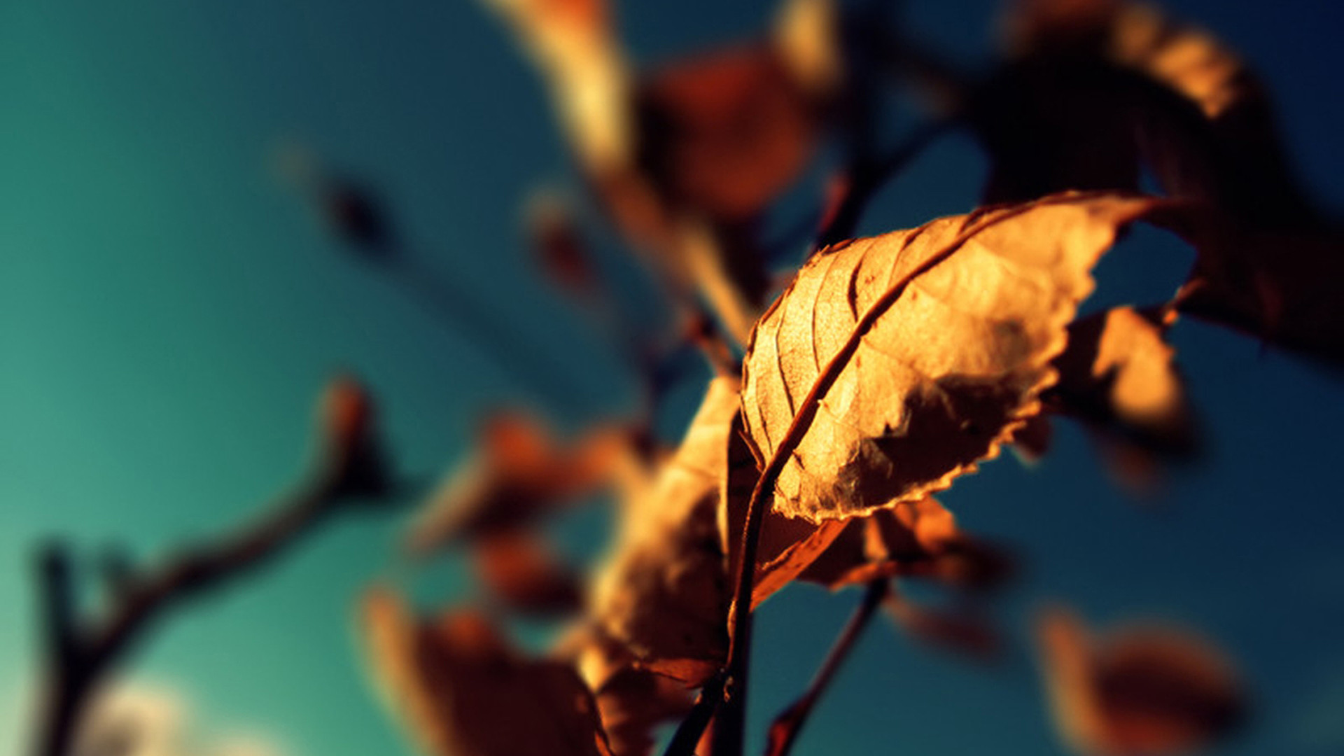 1920 x 1080 HD Wallpapers 1771